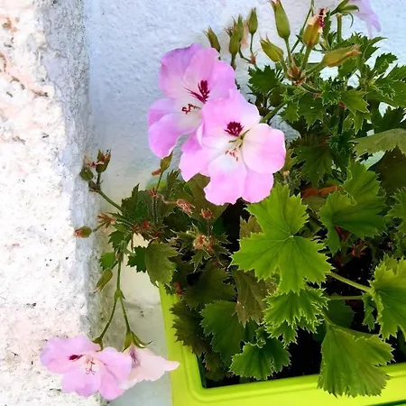 Floor In The Center Of Daire Ahyolu