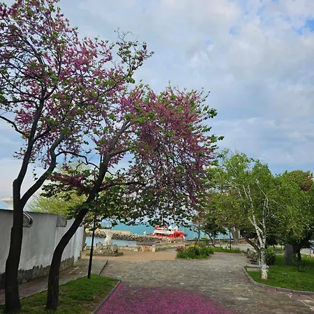 Floor In The Center Of * Pomorie