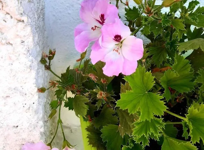 Floor In The Center Of Apartman Pomorie